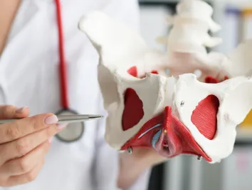 Medical professional pointing a pen at a demonstration of the pelvic bone structure.