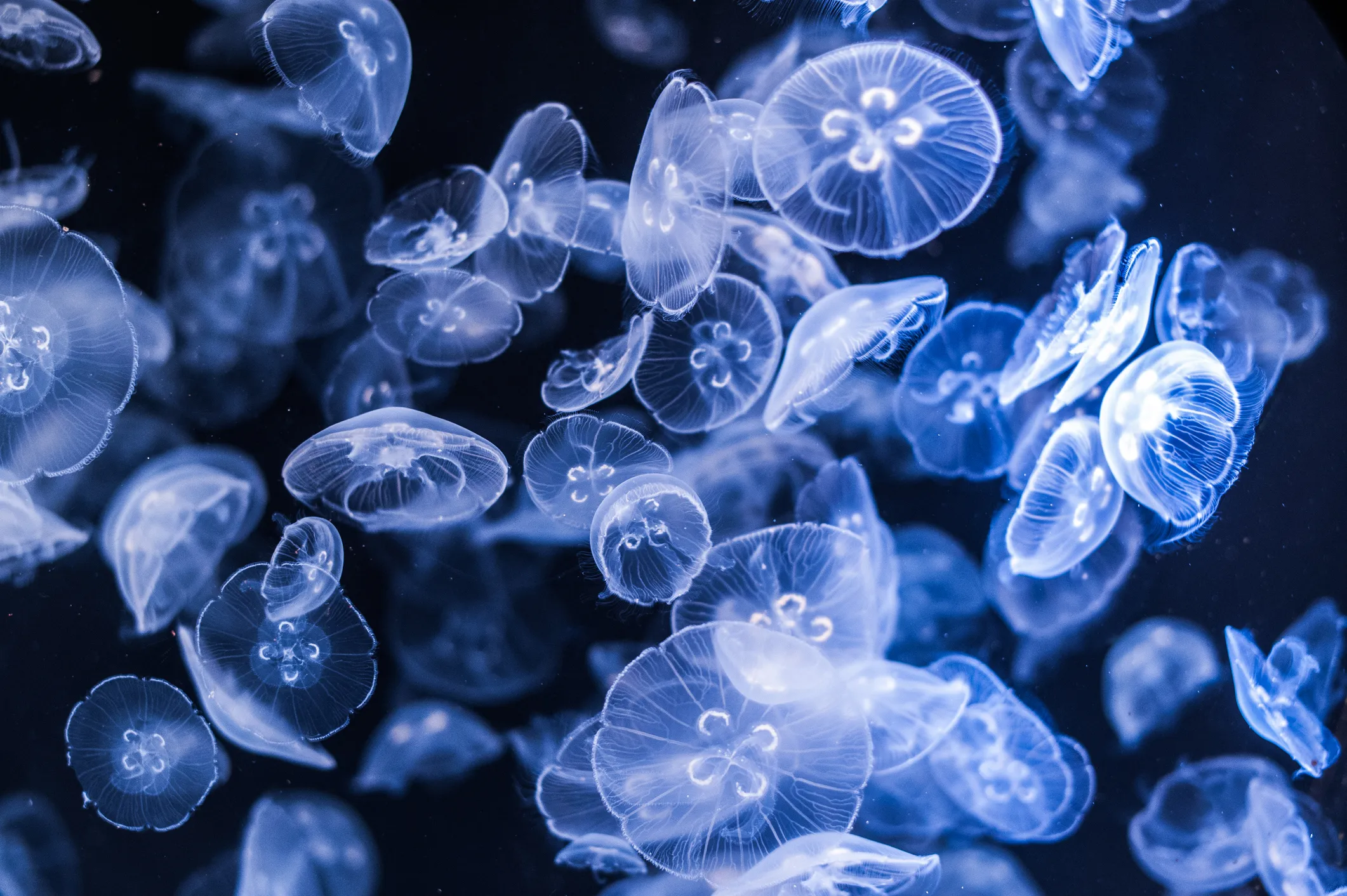 jellyfish swimming in the water