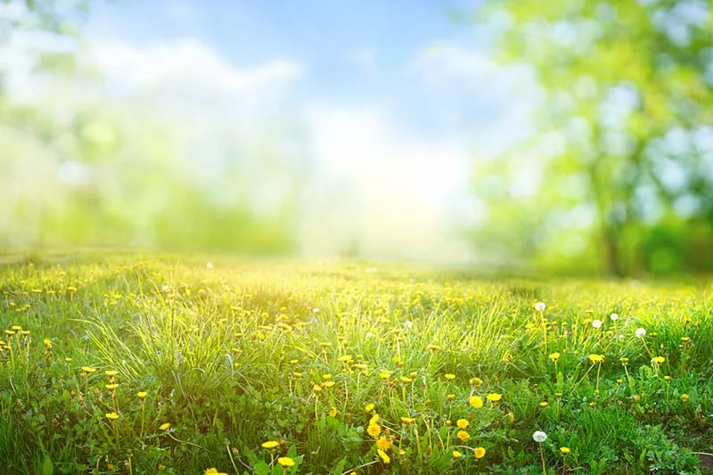 grassy area with yellow pollen tint