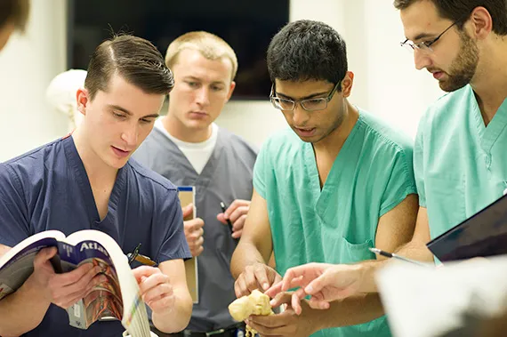 Students examine anatomy models.
