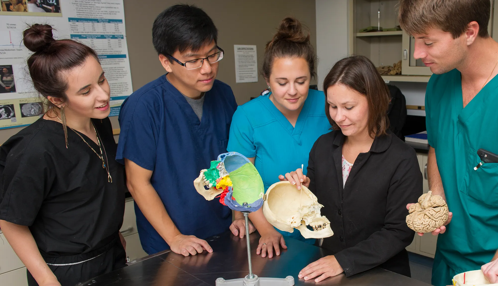 Dr. Carrie Elzie and students examine an anatomy model of the skull.