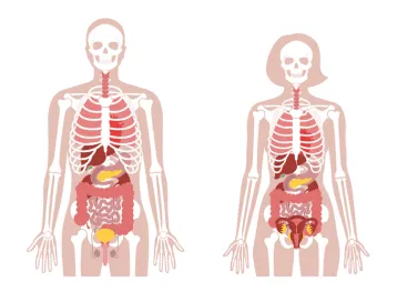 Human woman skeleton and internal organs anatomy